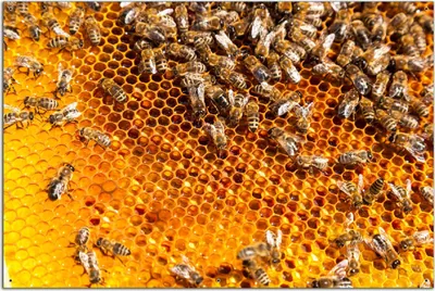 Produktbild von Wallario Outdoor-Poster für Garten oder Balkon, Motiv Honigwaben mit Bienen, in ca. 61 x 91,50 cm