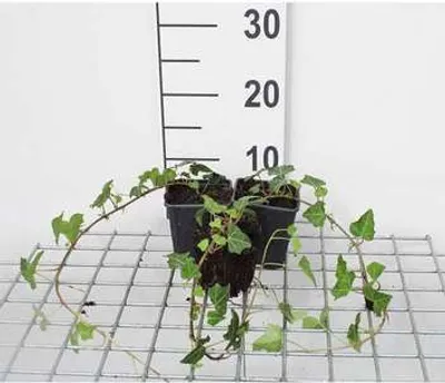 Obrázok produktu pre 12 x Hedera helix - brečtan obyčajný - kvetináč 9 cm x 9 cm