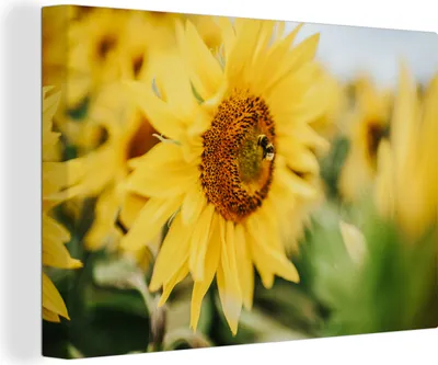 Produktbild von OneMillionCanvasses® - Leinwandbilder - 140x90 cm, Blumen - Sonnenblume - Biene, Wandbilder Kunstdruck Wanddekoration