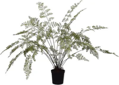 Produktbild von Silk-ka Kunstpflanze Palmenpflanze Seidengrün 123 cm