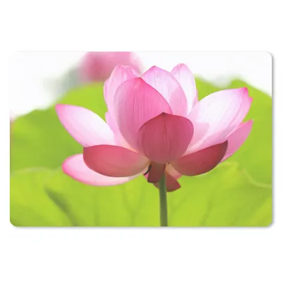 Produktbild von MuchoWow® Schreibtischunterlage Blumen - Blätter - Rosa 60x40 cm - XXL Mauspad - Großes Mauspad
