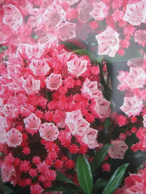 Produktbild von Lorbeerrose - Berglorbeer - Kalmie You Can - Kalmia latifolia You Can - 30-40cm