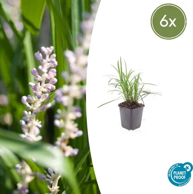 Zdjęcie produktu dla Kępka dzwoneczków – Liriope – Liriope muscari 'Monroe White' – Doniczka 9 cm – Zestaw 6 roślin