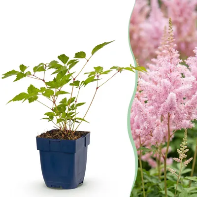 Image de Green boutiQ - Plante vivace - Astilbe (J) Europe - Spiraea paniculata - Ombre - Rose - 12 plants - Pot de 11 cm - Hauteur 15-25 cm