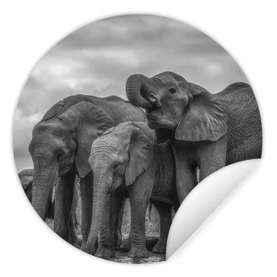 Produktbild von MuchoWow® Runde Wandtattoo - Wandsticker Tapete Aufkleber Elefant - Tiere - Wasser - Schwarz und weiß Ø 30 cm Selbstklebend und Repositionierbar - Wandaufkleber - Kreis - Wandbild - Fototapete - Selbstklebend - Dekoration - Wandschmuck - Schlafzimmer