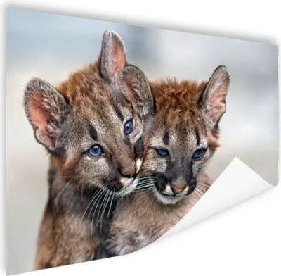 Produktbild von MuchoWow® Poster Zwei Pumakinder 40x30 cm - Plakate für die Wände - Poster Wohnzimmer