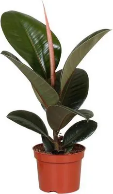 Produktbild von Gummibaum Ficus Elastica Robusta Ø12cm ↕35cm Zimmerpflanze Pflegeleicht
