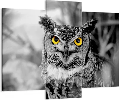 Produktbild von Bild auf Leinwand - Leinwandbild - Eule Vogel Natur - 130x100cm - Wand Bild - Wanddeko - Leinwanddruck - Bilder - Kunstdruck - Wanddekoration - Leinwand bilder - Wandkunst - CB130x100-1318