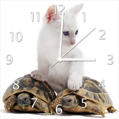 Produktbild von Wallario Design Wanduhr Katze auf Schildkröten aus Echtglas, Größe 30 x 30 cm