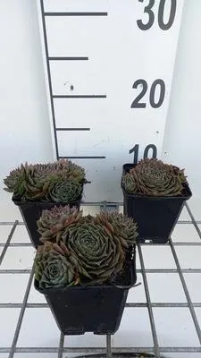 Produktbild von 6 x  Sempervivum hybr. 'Feldmaier' - Hauswurz - Topf 9 x 9 cm