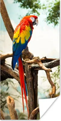 Produktbild von MuchoWow® Poster Papagei - Vogel - Regenbogen - Tropisch 20x40 cm - Plakat - Foto
