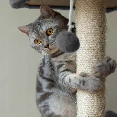 Immagine prodotto di Tiragraffi per gatti 71 cm, grigio