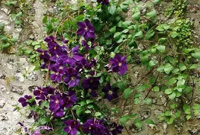 Obrázok produktu pre Clematis hybr. 'Jackmanii' - Clematis hybr. 'Jackmanii' 50-60 cm | Kvetináč