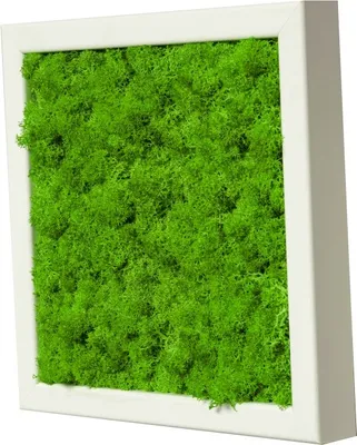 Produktbild von Moosbild mit echtem Islandmoos (weiß 25x25 cm)