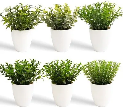 Image de Petites plantes décoratives d'eucalyptus de 16 cm pour la maison