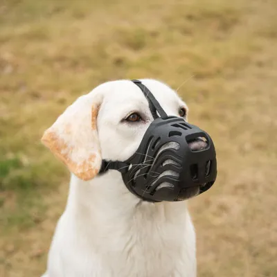 Immagine prodotto di Ciotola in silicone nera per cani, taglia S