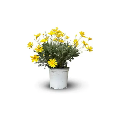 Image de Euryops - plante fleurie - ↕ 40-50 cm - ⌀ 18 cm - plante d'extérieur