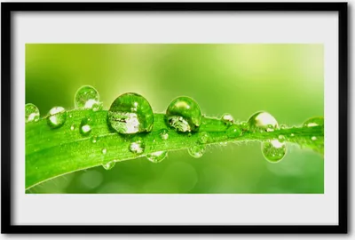 Produktbild von Bild 60x40 MDF-Rahmen Wandkunst Pflanzenblatt Dew Drops