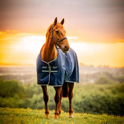 Image de Horseware Amigo Ripstop 900D Pony Turnout 50g - Taille 75 - Bleu