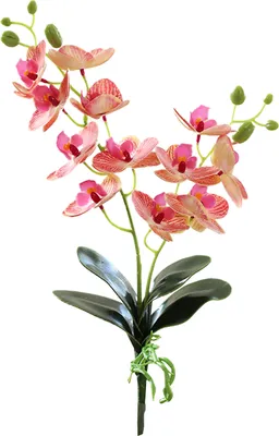 Produktbild von gefälschte Blume simuliert kein Wasserkunststoff Buntes Orchideen Kunstpflanzendekor Haushaltsvorräte-Rosenrot