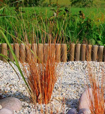 Produktbild von Stauden Gänge 1 x Carex buchananii 'Firefox' im 1 Liter Topf - Fuchsrote Neuseeland-Segge - Dynamik und Farbe für jede Jahreszeit