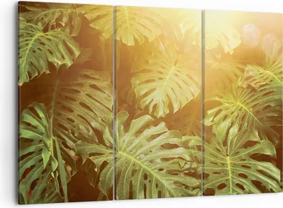Produktbild von Bild auf Leinwand - Leinwandbild - 3 Teile - Blätter Monstera Licht - 105x70cm - Wand Bild - Wanddeko - Wandbilder - Leinwanddruck - Bilder - Wanddekoration - Leinwand bilder - CE105x70-4540