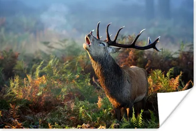 Produktbild von MuchoWow® Poster Rehe - Pflanzen - Nebel 120x80 cm - Bilder