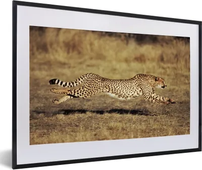 Produktbild von MuchoWow® Gerahmtes Poster Vorderansicht eines weiblichen Geparden 60x40 cm - Poster mit Schwarzem Bilderrahmen Wandposter Rahmen Foto Bilder - Schlafzimmer - Plakat in Rahmen - Drucken