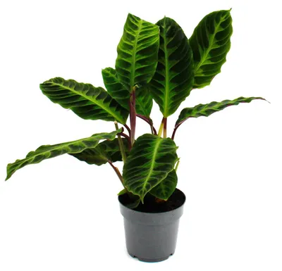 Produktbild von Schattenpflanze mit samtigen Blättern und toller Zeichnung Calathea warscewiczii Samtmarante Korbmarante 14cm Topf ca. 40-50cm hoch