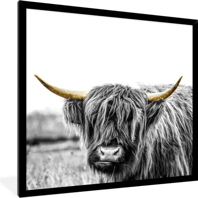 Produktbild von MuchoWow® MuchoWow® Gerahmtes Poster Schottische Hochlandrind - Natur - Goldene Hörner 40x40 cm - Poster mit zchwarzem Bilderrahmen - Mit Rahmen - Wanddekoration Schlafzimmer