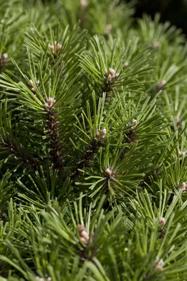 Produktbild von Pinus mugo 'Noack', Bergkiefer, kompakt, 20–25 cm