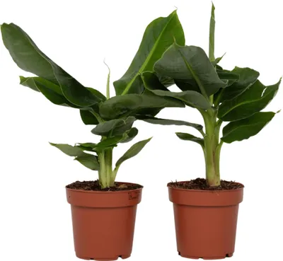Image de Bananaier nain - Set de 2 - Musa 'Oriental Dwarf' - Hauteur 25-40cm - ⌀12cm