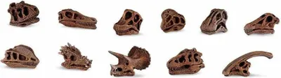 Produktbild von Toob SF687404 Dinosaurier Totenköpfe