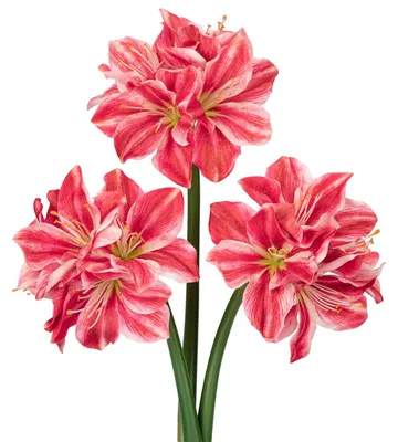 Productafbeelding van Kunstbloemen set Clivia - Set van 3, elk met 4 bloemkoppen - Geschikt voor tafeldecoratie en bloemarrangementen - Rood-wit