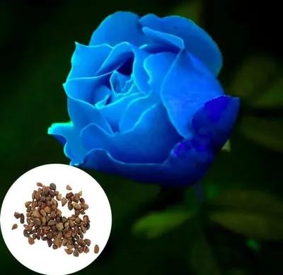 Produktbild von 100 Stk Liebhaber Charming Bush Mitternacht Samen selten Garten blau Rose Samen