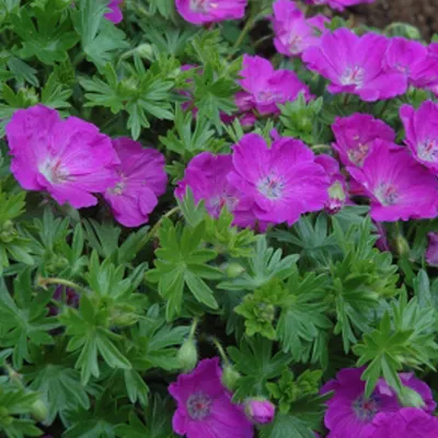 Produktbild von 6 x Blut Storchschnabel  - Geranium sanguineum 'Max Frei'  | Topf 9cm x 9cm