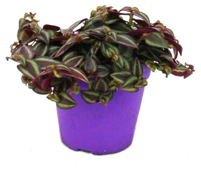 Produktbild von Tradescantia Purple Passion - Dreimasterblume mit lila Blättern - 12cm Topf