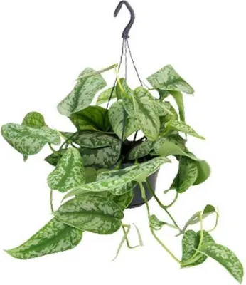 Produktbild von Scindapsus Pictus Trebie Ø15cm 25cm Gefleckte Efeutute Zimmerpflanze