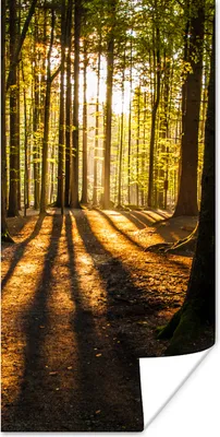 Produktbild von MuchoWow® Poster Sonne - Bäume - Wald - Landschaft - Natur 20x40 cm - Plakat - Foto