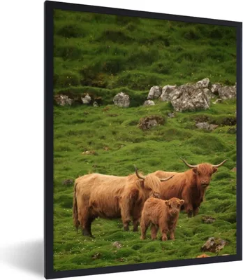 Produktbild von MuchoWow® MuchoWow® Gerahmtes Poster Schottische Hochlandrind-Familie 30x40 cm - Poster mit zchwarzem Bilderrahmen - Wanddeko - Kunstdrucke