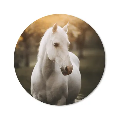 Produktbild von MuchoWow® Mauspad Mousepad Pferd - Sonne - Herbst - Tiere - Natur 20x20 cm - Mousepads - Maus Mat - Pad - Mausunterlage - Schreibtischmatte