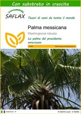 Immagine prodotto di SAFLAX  - Palma messicana  - 12 semi - Con substrato - Washingtonia