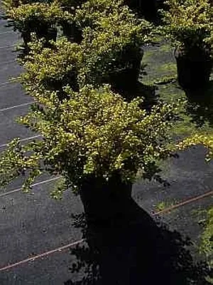 Produktbild von Ilex crenata Golden Glory - Berg-Ilex - Gelbe Berg-Stechpalme - 20-25