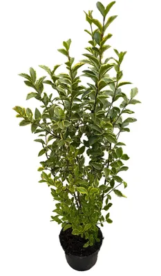 Produktbild von 10 Goldliguster Pflanzen - Heckenpflanzen Set - Ligustrum ovalifolium Aureum 80-100 cm