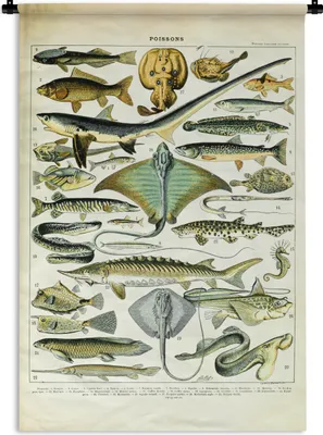 Produktbild von MuchoWow® Wandteppich Wandbehang Fische - Meerestiere - Tiere 60x90 cm Tapisserie Dekoration Wandtuch - Foto-Teppich - Abwaschbar