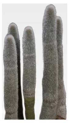 Produktbild von Silberkerzenkaktus (Cleistocactus strausii) 10 Samen