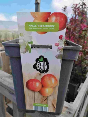 Immagine prodotto di Melo ornamentale 'Red Sentinel' 100-120 cm - Melo - Malus ''Red Sentinel' - Melo