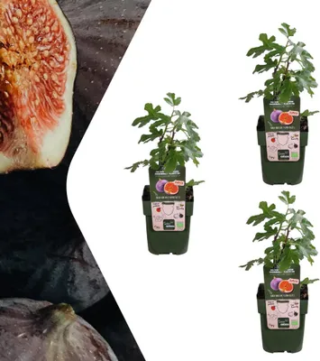 Produktbild von Feigenbaum – Ficus carica – Ø13 cm x H20 cm – 3 Pflanzen – Selbst Früchte ziehen – Mediterranes Gartenhighlight – Frostbeständig & Pflegeleicht