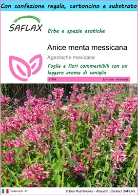 Immagine prodotto di SAFLAX Set regalo - Anice menta messicana - 50 semi - Agastache