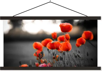 Produktbild von MuchoWow® Textilposter Rote Mohnblumen vor schwarzem und weißem Hintergrund 150x75 cm mit schwarzem Rahmen - Posterleiste